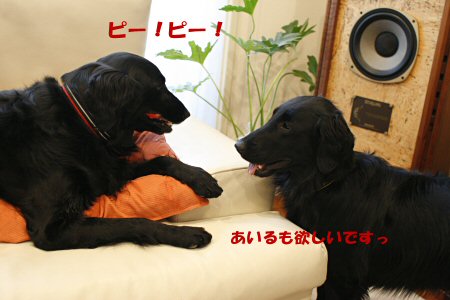 c0050400_23312514.jpg