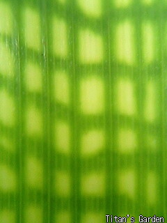 b0099813_20332429.jpg