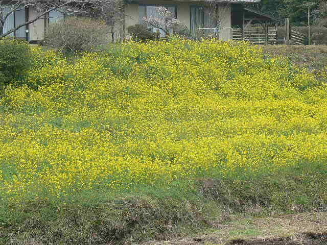 f0131120_11292547.jpg