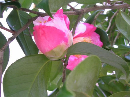 a0091666_10412815.jpg