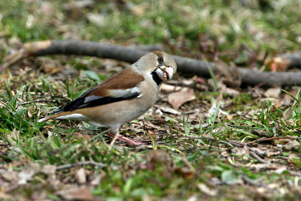 a0083081_1755517.jpg