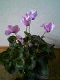 f0049813_10271861.jpg