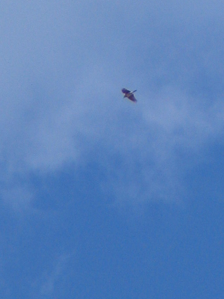 f0107315_17131121.jpg