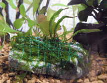 d0048332_13404029.gif