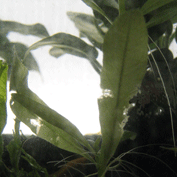 d0048332_13415389.gif
