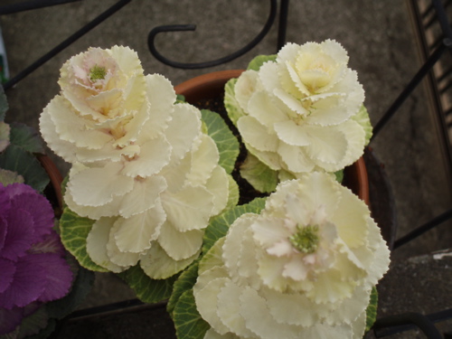 f0130894_2165581.jpg