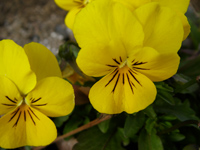 d0045295_203148100.jpg