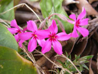 d0045295_2032698.jpg