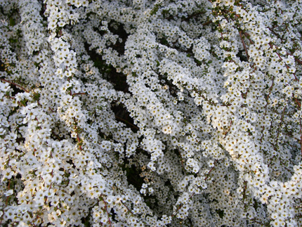 d0045295_2050094.jpg