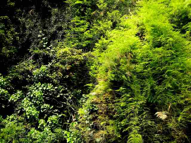 b0064411_720656.jpg