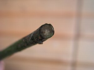 b0031925_17472371.jpg