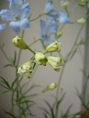 f0073833_16102416.jpg