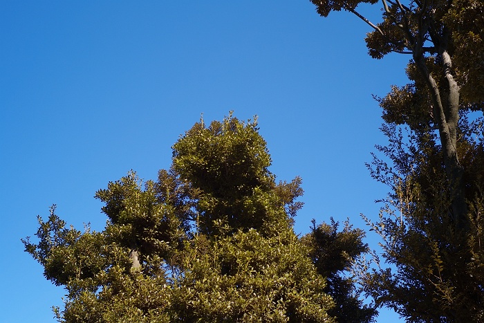 e0113977_9402227.jpg