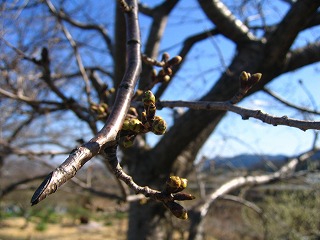 e0100086_10302824.jpg