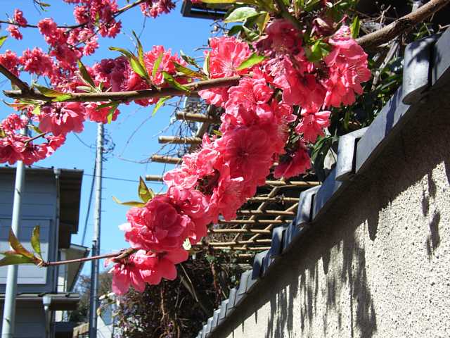 c0000391_19114836.jpg