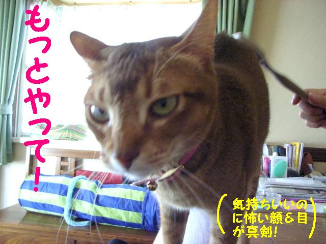 d0081025_211192.jpg