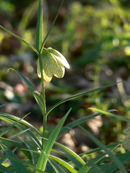 e0083238_21312222.jpg