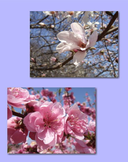３月１９日桃の花