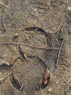 e0018350_6374864.jpg
