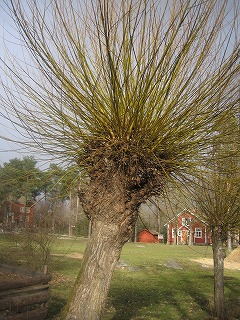 e0022676_2321459.jpg