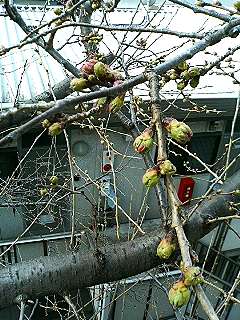 f0054677_8245677.jpg