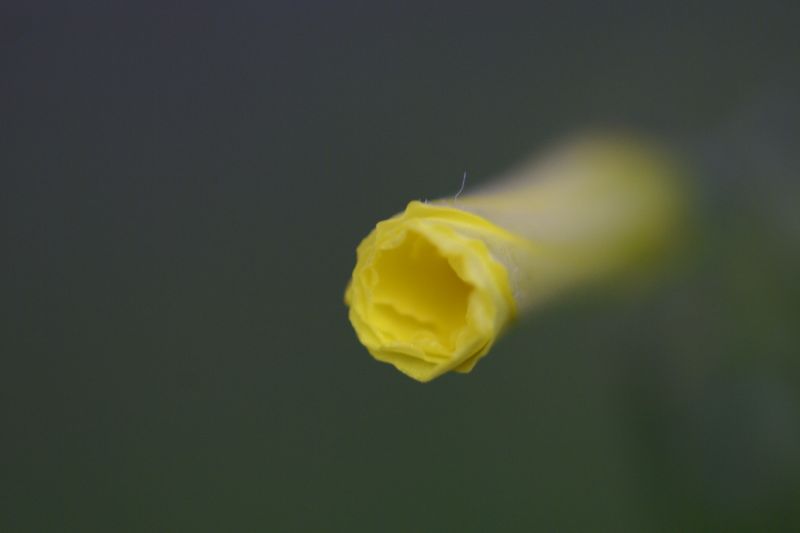 d0079278_237946.jpg