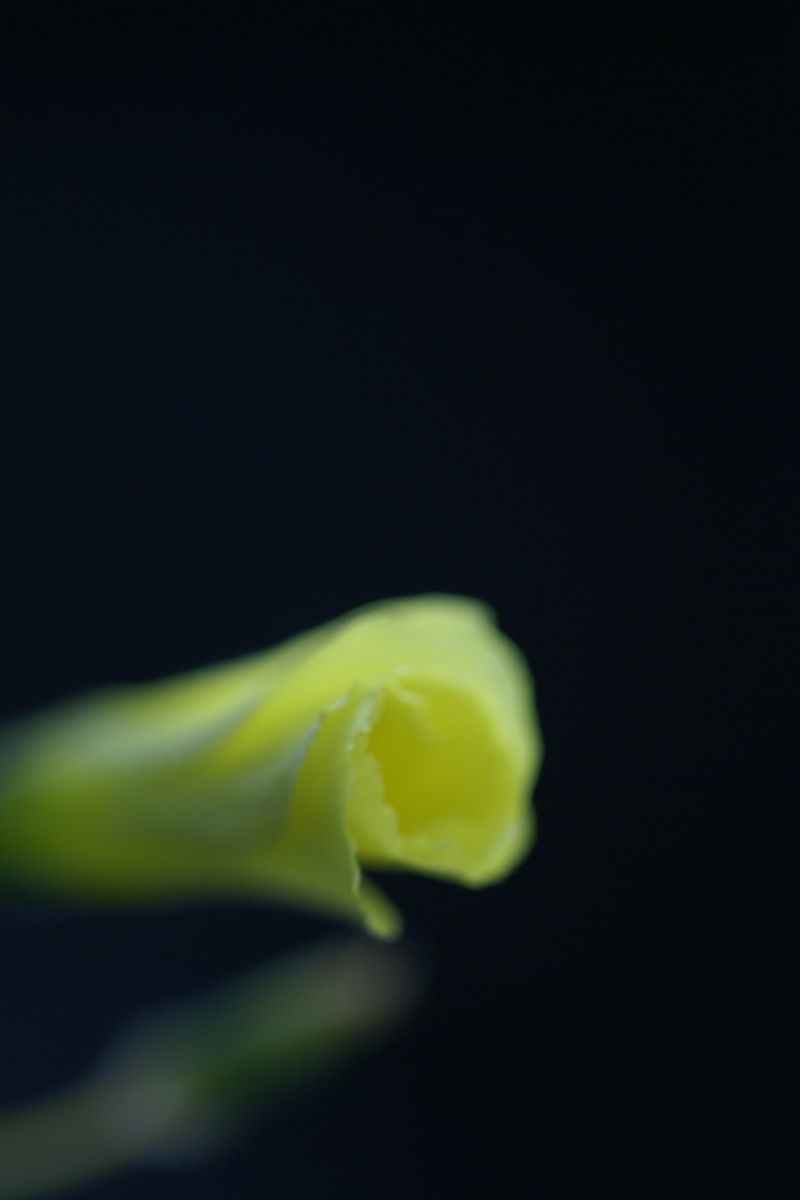 d0079278_238111.jpg