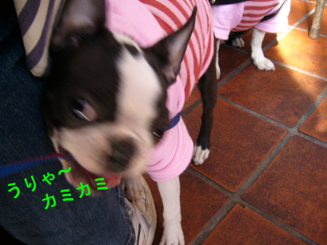 d0070702_1141308.jpg