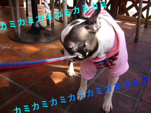 d0070702_114144100.jpg
