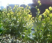 b0087212_2252595.jpg