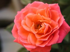 b0031925_11294054.jpg