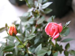 b0031925_11295035.jpg