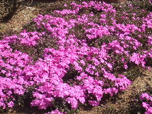 a0054240_15124465.jpg