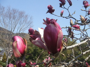 a0054240_1512592.jpg