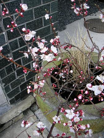 a0092285_186613.jpg