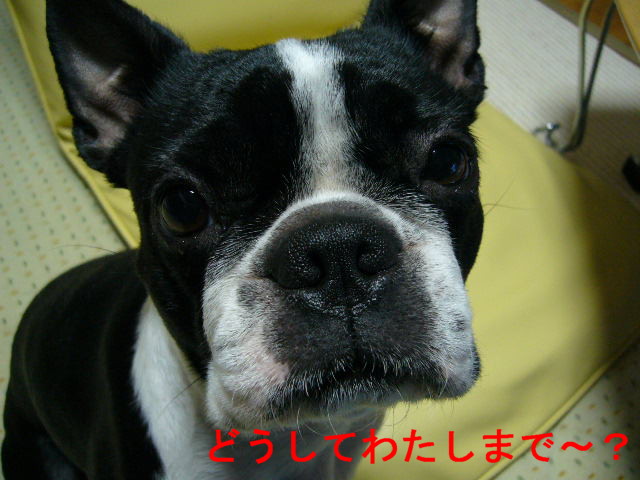 d0070702_2250214.jpg
