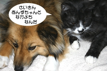 a0041108_2153325.gif