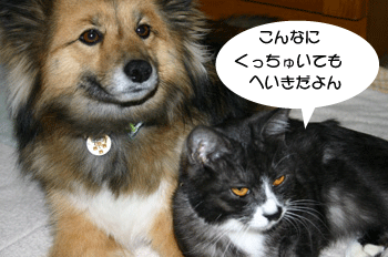 a0041108_2155587.gif
