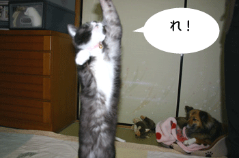 a0041108_22165594.gif