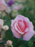 f0126417_20365987.jpg