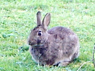 e0018350_7384143.jpg