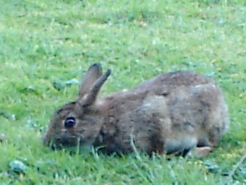 e0018350_7401266.jpg