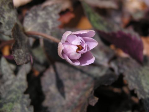 c0042869_21234146.jpg