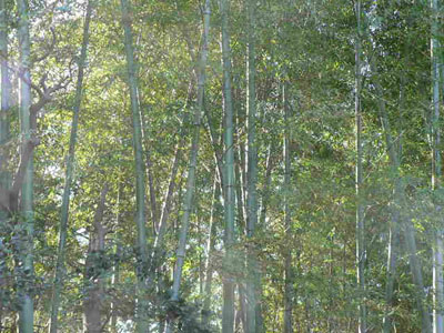 f0086169_20293124.jpg