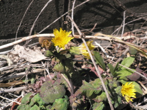 a0056686_22124761.jpg