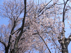 a0056686_22183678.jpg