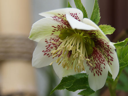 a0041508_2334076.jpg