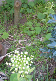 e0002927_21304187.jpg