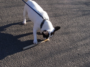e0008833_1123555.jpg