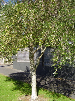 f0079844_1221401.jpg